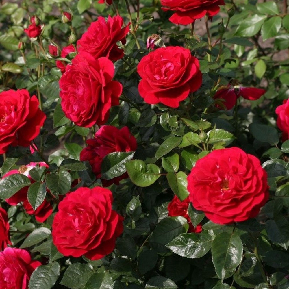 Meet your Posher, Teresa